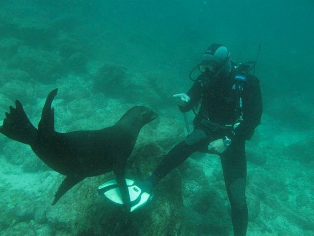 Buceando en el mar de cortes